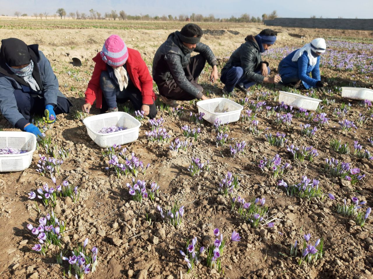 آغاز برداشت زعفران در کاشمر، هر کیلوگرم زعفران 8 تا 10 میلیون تومان