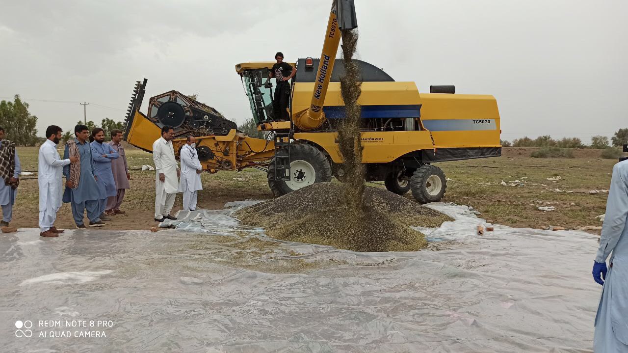 برداشت دانه روغنی کلزا از مزارع شهرستان بمپور