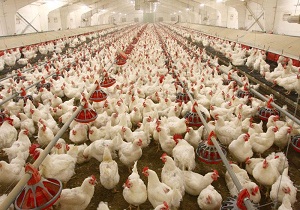 خرید مرغ مازاد تولیدکنندگان استان برای تعادل بازار