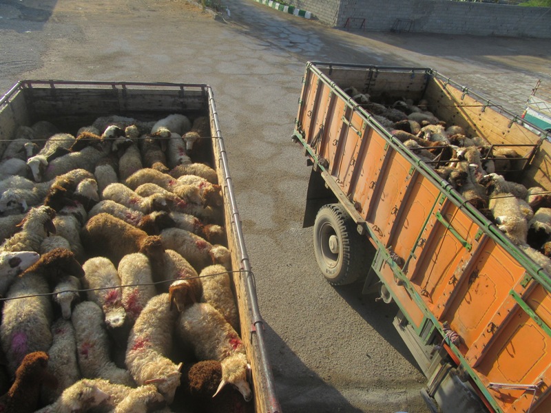 گوسفند قاچاق در لارستان