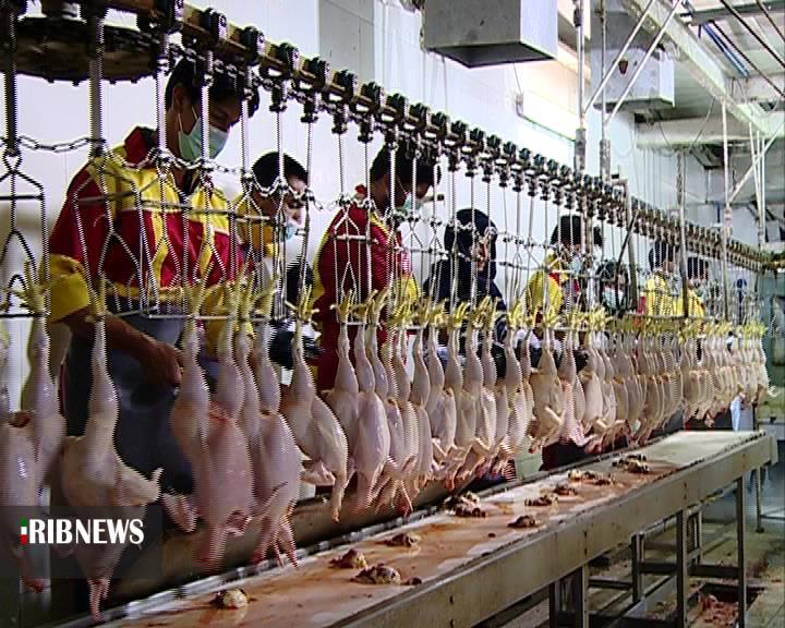 افزایش 21 درصدی تولید گوشت مرغ در خراسان شمالی  