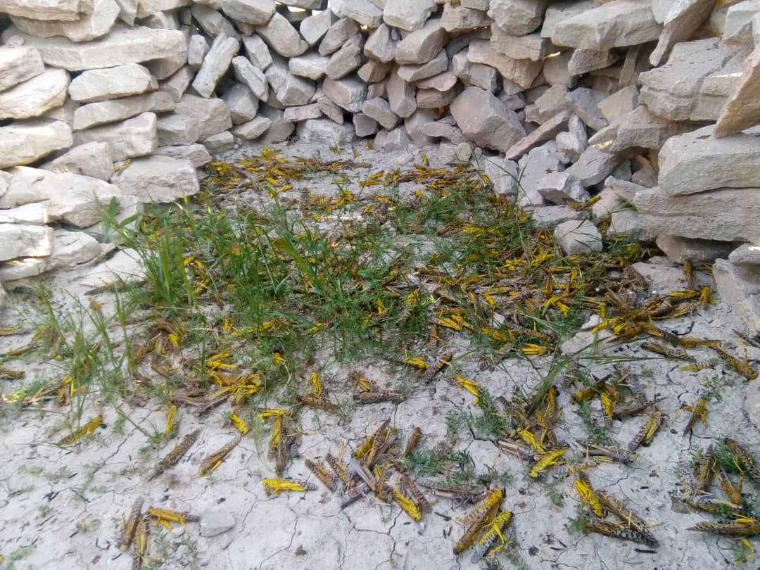 پایش ملخ در اراضی قیروکارزین برای مبارزه با آفت ملخ