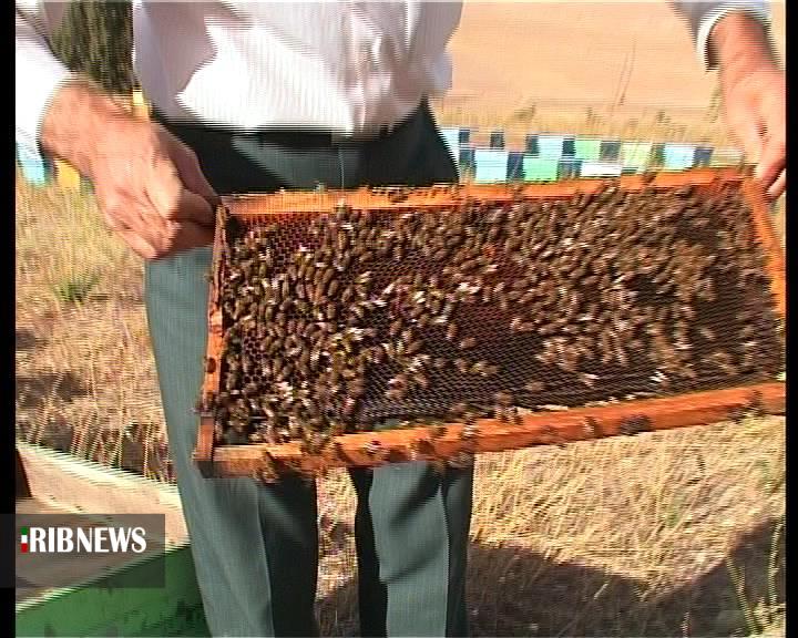 تولید دو هزار و 874 تن عسل در خراسان شمالی