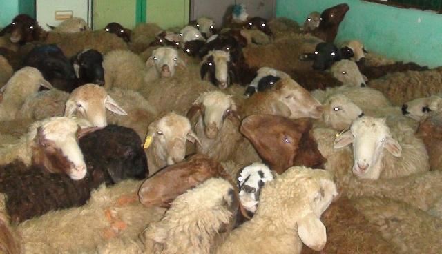 کشف ۲۰۰ رأس گوسفند قاچاق در خرم بید