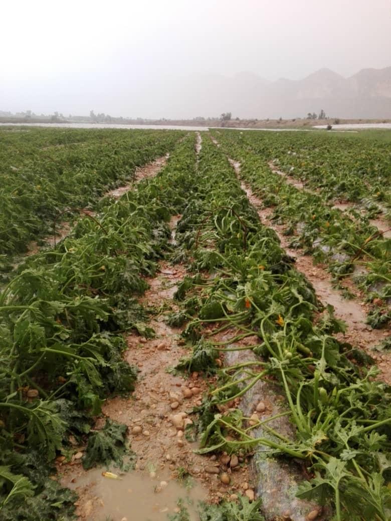 خسارت ۱۵۰ میارد تومانی بارش‌های بهاری در جهرم