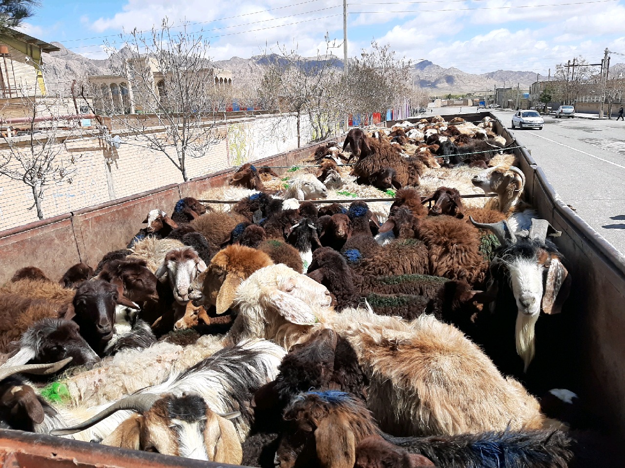 توقیف خودروی حامل دام قاچاق در شهرستان زاوه