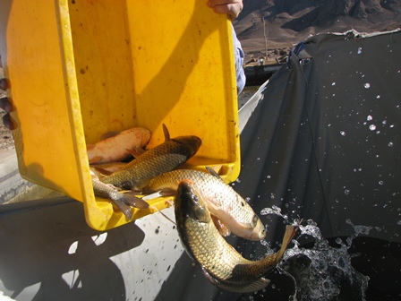 تولید سالانه ۱۱۰۰ تن ماهی در استخر‌های پرورش ماهی