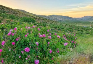 کشت گل محمدی در اراضی شهرستان نکا