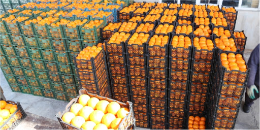 ذخیره و توزیع میوه تنظیم بازار ویژه نوروز در استان