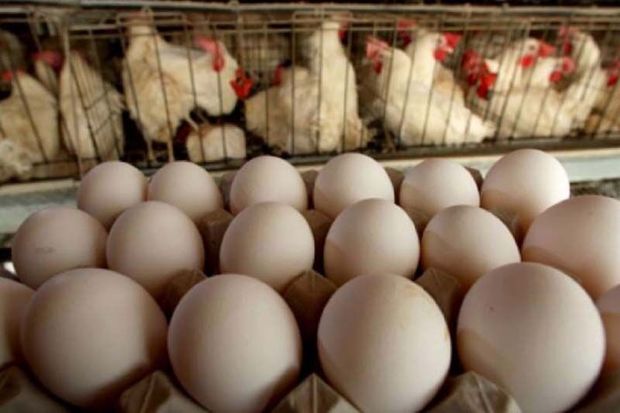 صادرات  مرغ منجمد استان به کشور عراق