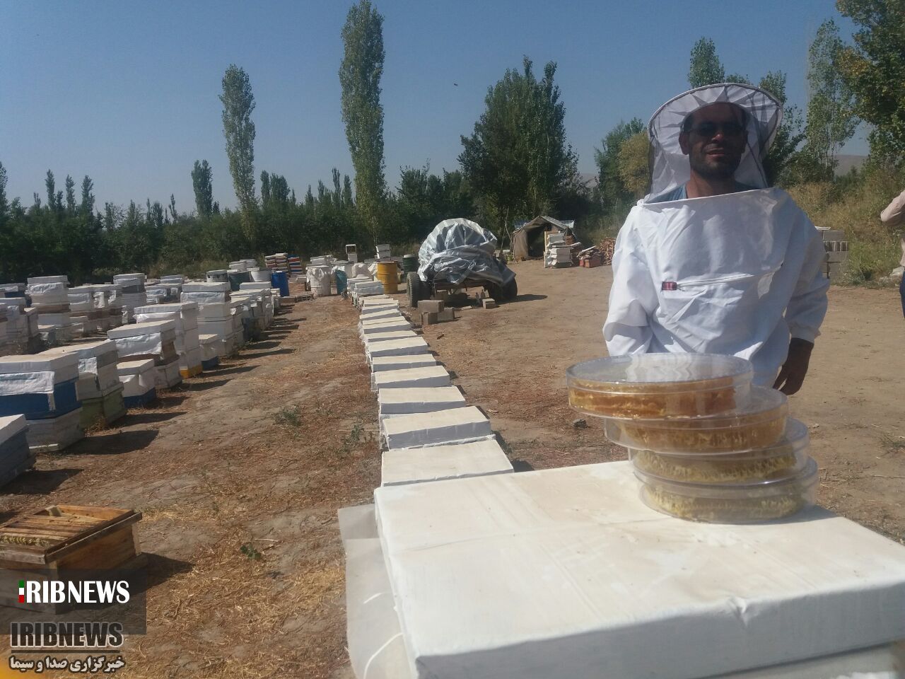 تولید ۱۸۵ تن عسل در خراسان جنوبی