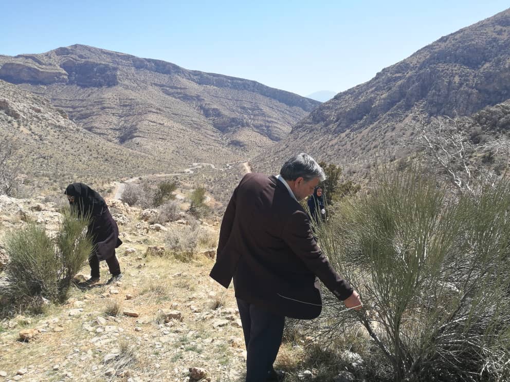 پایش ملخ صحرایی در اراضی شهرستان سروستان