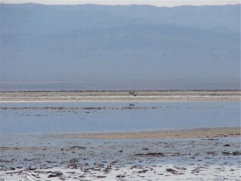 آبگیری ۸۰ درصد تالاب کجی نهبندان