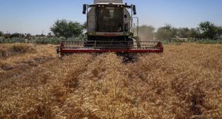 تعیین قیمت خرید تضمینی کلزا و گندم از کشاورزان