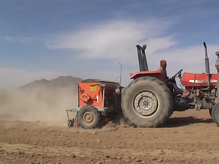 کشت گندم در بیش از ۱۸هزار هکتار از اراضی خراسان جنوبی