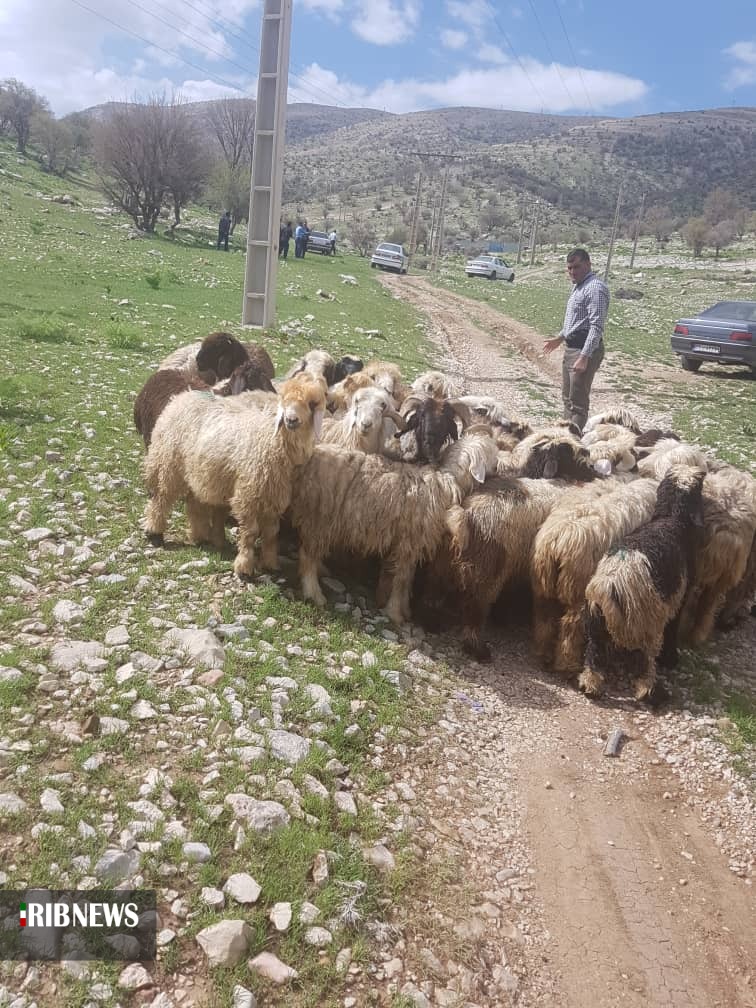 دستگیری سارقان احشام در کهگیلویه و بویراحمد