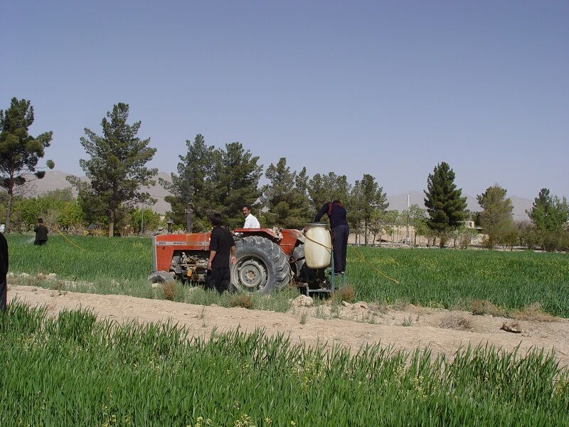 آغاز مبارزه با آفت سن گندم در ابرکوه