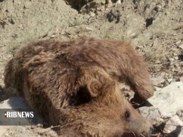 تلف شدن یک قلاده خرس قهوه‌ای در مریوان