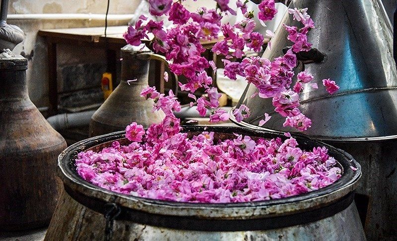 برگزار نشدن جشنواره گلابگیری در کاشان