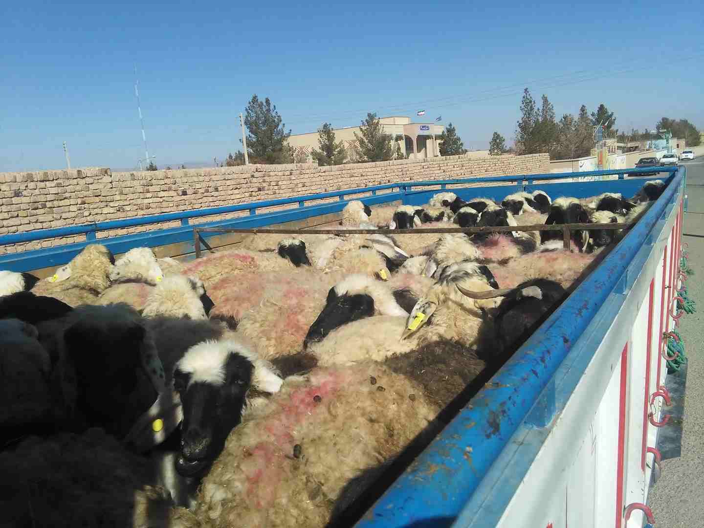 توقیف خودروی حامل ۳۵ رأس گوسفند در شهرستان درمیان