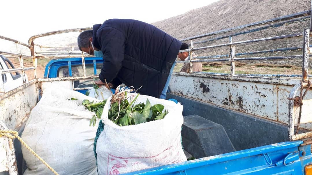کشف و ضبط یک تن سبزیجات کوهی ممنوعه در سپیدان