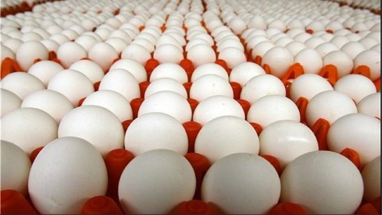 تولید ۲۷ هزار تن تخم مرغ در آبیک