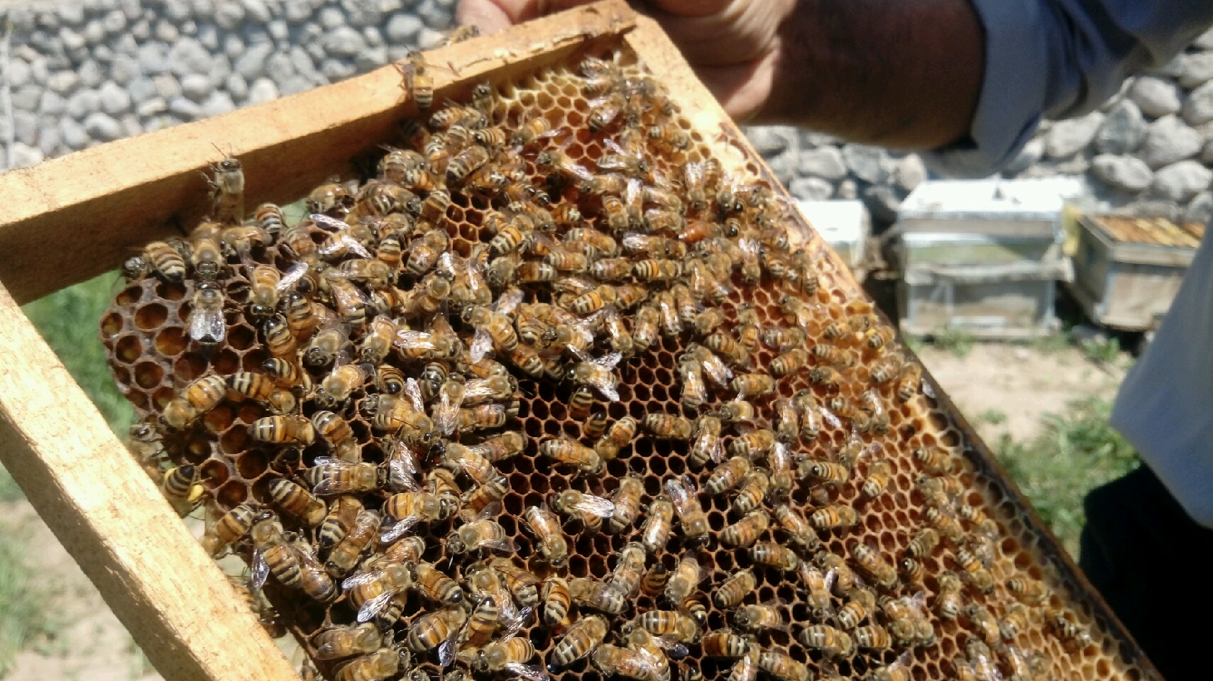 افزایش تولید عسل در شهرستان جوین
