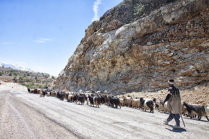 دسترسی ۱۶۰ خانوار عشایری به انرژی الکتریکی