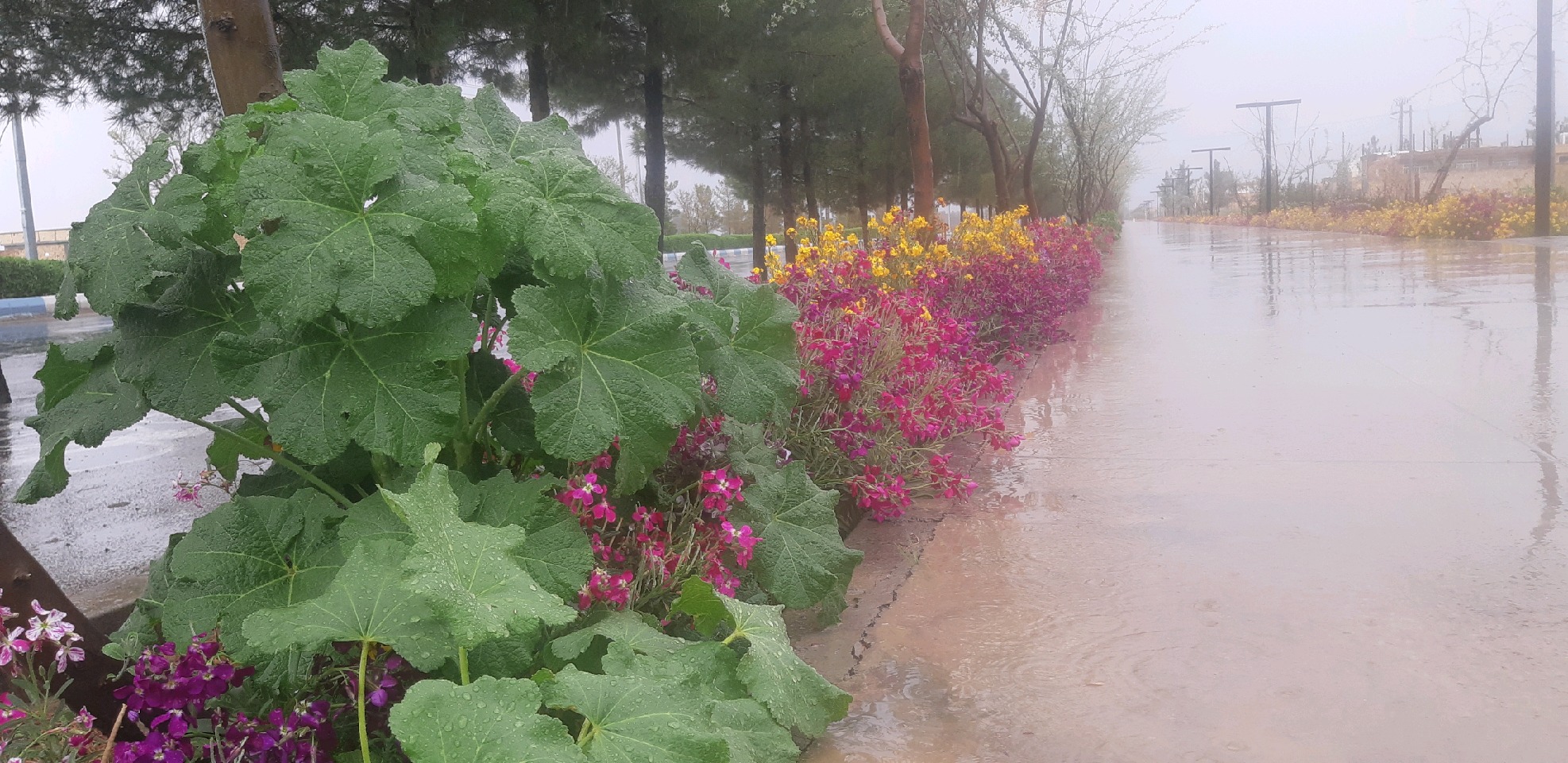 ثبت بیشترین بارش بهاری در کلشانه طبس