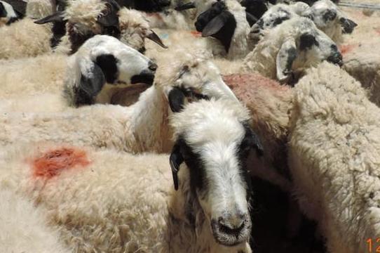 کشف ۱۱۰ راس گوسفند در لارستان