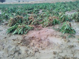 خسارت ۵ هزار میلیارد ریالی سیل امسال به کشاورزی فارس