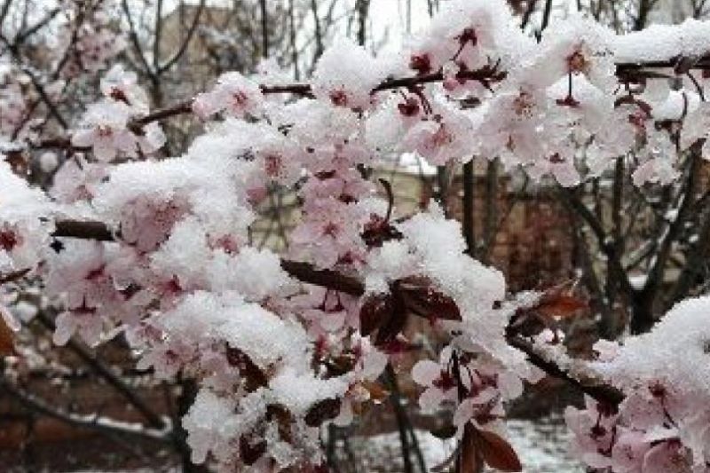 خسارت میلیاردی سرمازدگی در بخش کشاورزی اقلید