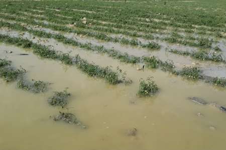 خسارت میلیاردی باران‌های بهاری به کشاورزان جهرمی