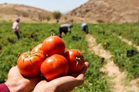 برداشت گوجه گلخانه‌ای در ایرانشهر