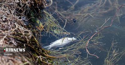 بررسی علت مرگ ماهیان رودخانه راوند