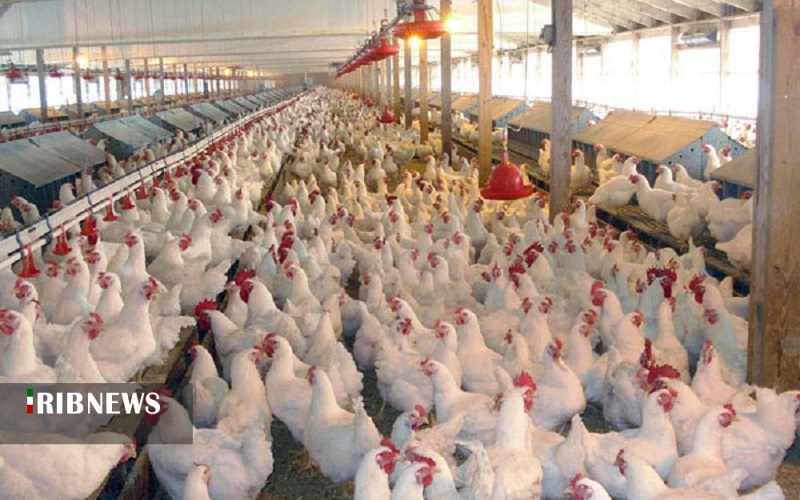 تولید 4 درصد گوشت مرغ کشور در کردستان