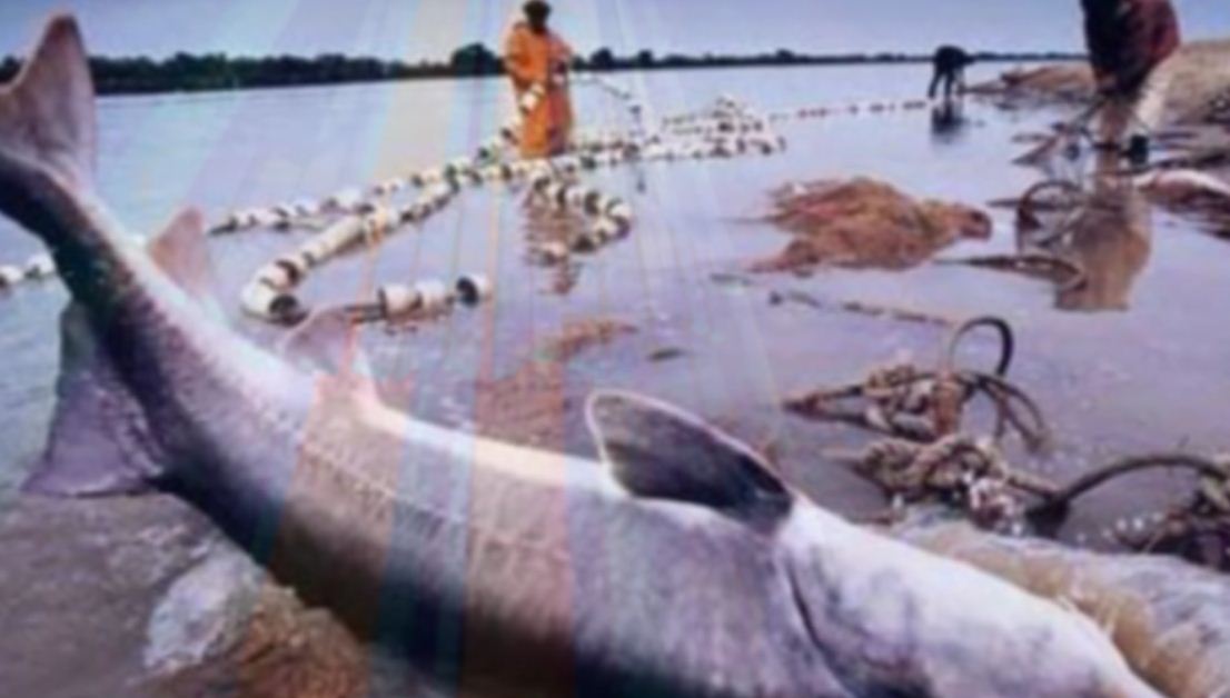 اعلام ممنوعیت صید تجاری ماهیان خاویاری