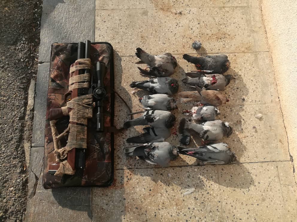 دستگیری شکارچی غیر مجاز پرندگان در گلپایگان