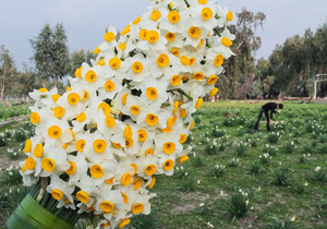 پیش بینی برداشت ۸۰میلیون شاخه گل نرگس در مازندران