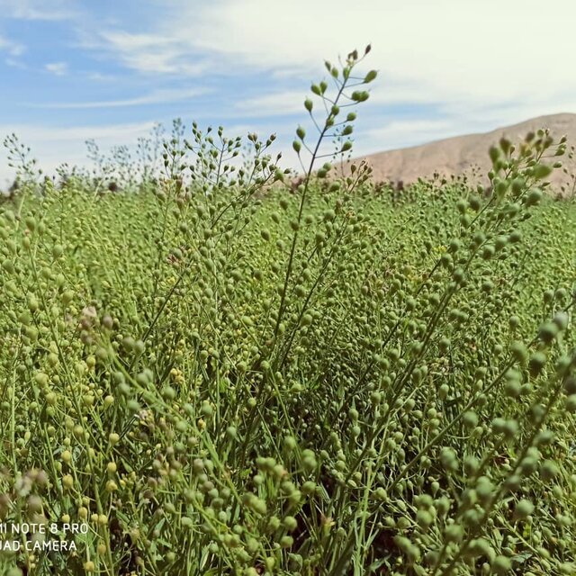 توسعه کاشت کامیلنا در فارس