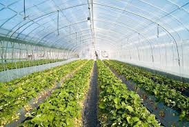 تصویب ۴۱۵ طرح اشتغالزای کشاورزی در استان کرمانشاه