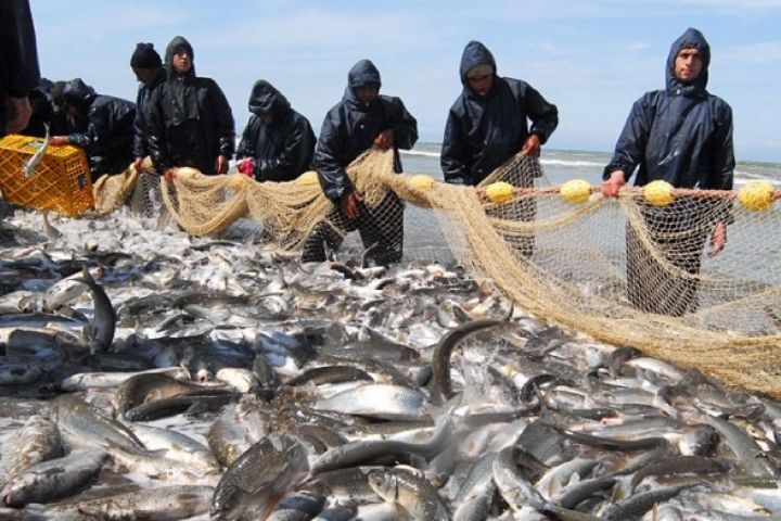 صید 478 تن ماهی استخوانی