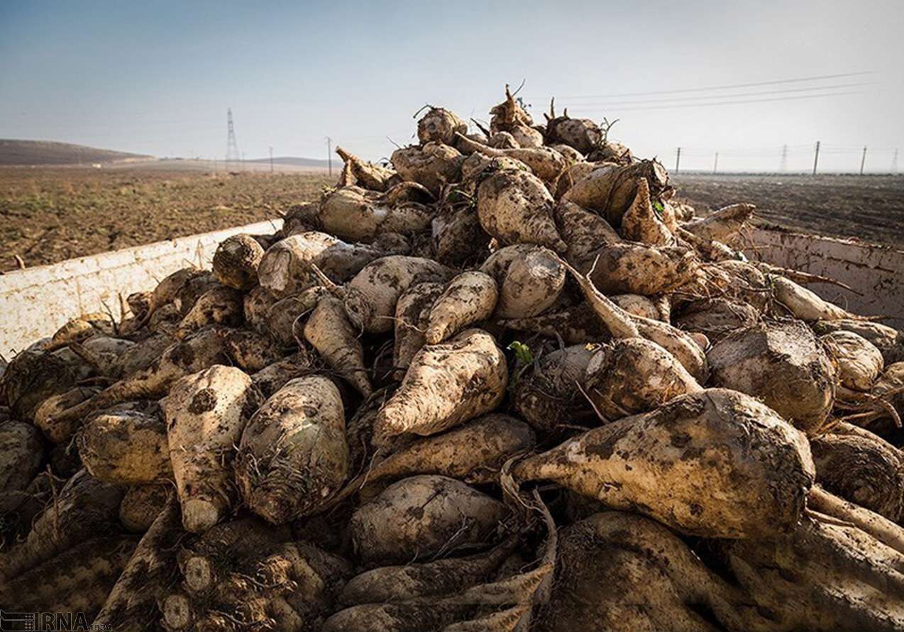 تولید ۴ هزار تن چغندرقند از مزارع شهرستان شیراز