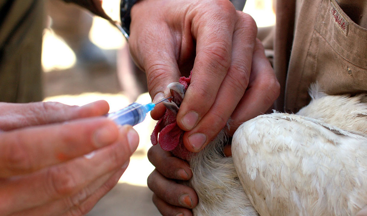 ورود ۷۵۰ هزار دوز واکسن آنفلوانزای فوق حاد پرندگان به خراسان جنوبی