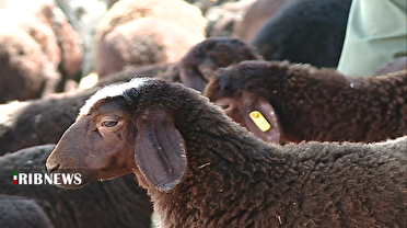 ژن اصلاح شده ۱۵۰ هزار راس گوسفند در زنجان