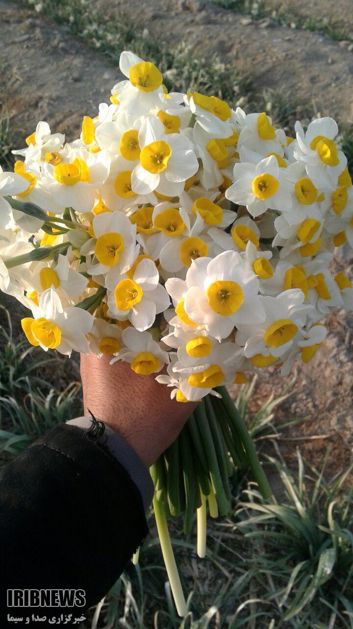 عطر گلهای نرگس خراسان جنوبی در دبی