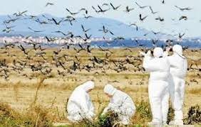 آنفلوآنزای فوق حاد پرندگان در خراسان شمالی مشاهده نشده است