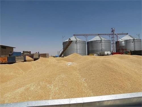 خرید بیش از یک میلیون تن گندم، از کشاورزان خوزستانی