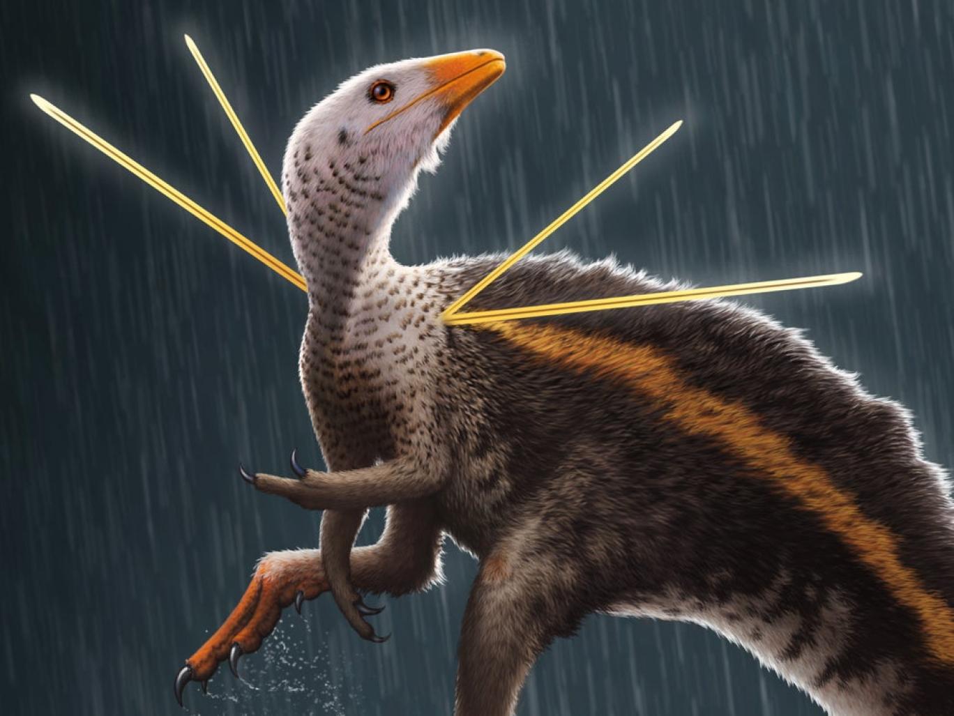 مرغ دایناسوری: بال‌های خزدار و روبان‌های تزئینی روی شانه