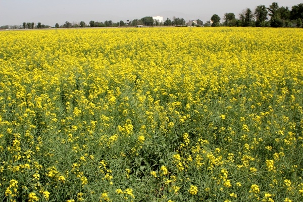 کشت ۶۰ هکتار کلزا در شهرستان بوشهر